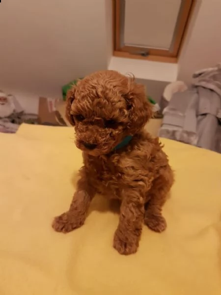 cuccioli di barboncino 