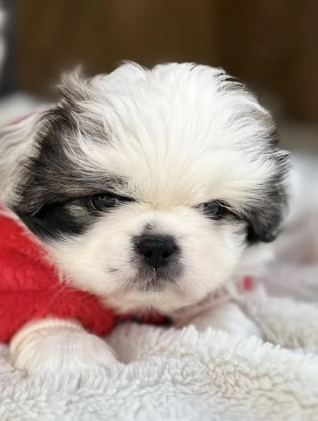 pechinese cuccioli in vendita | Foto 5