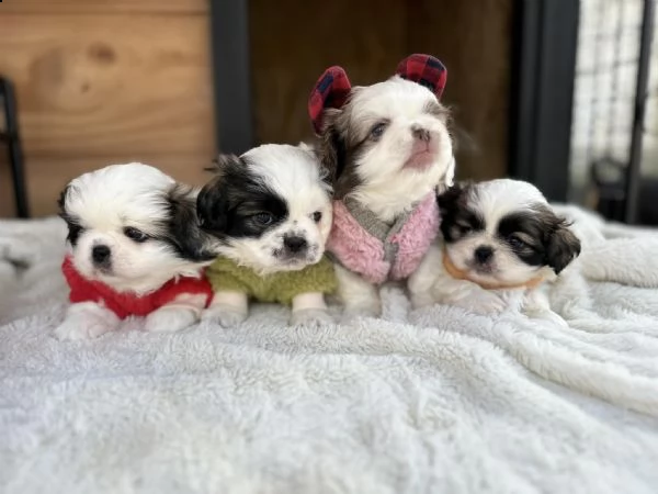 pechinese cuccioli in vendita | Foto 4
