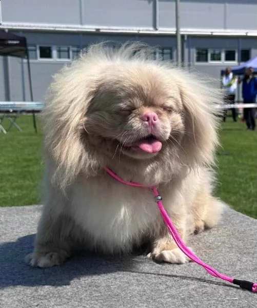 pechinese cuccioli in vendita | Foto 3