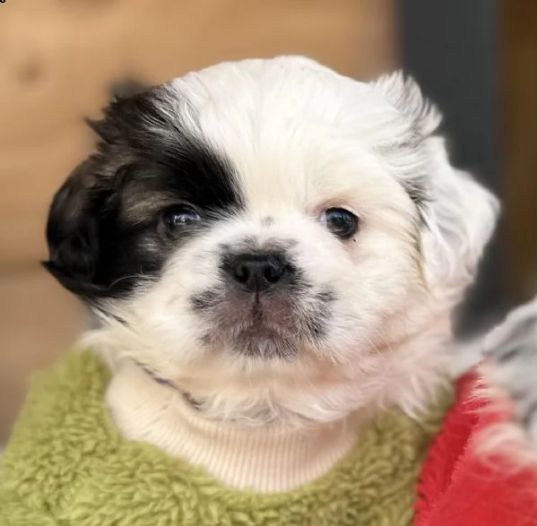 pechinese cuccioli in vendita | Foto 2
