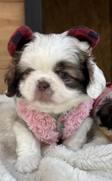 pechinese cuccioli in vendita | Foto 1