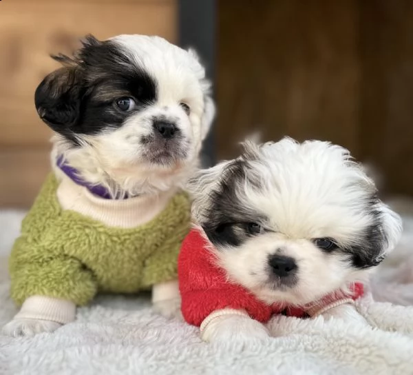 pechinese cuccioli in vendita