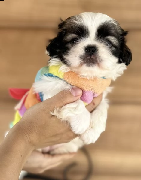 pechinese cuccioli in vendita | Foto 0