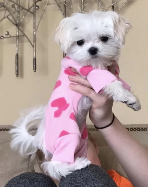 affettuosi cuccioli di maltese in cerca di una casa buona e premurosa ben addestrati cuccioli di mal