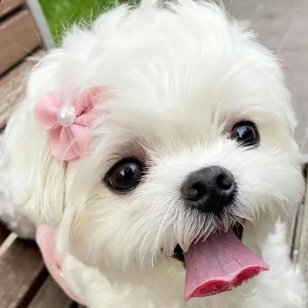 bellissimi cuccioli maltesi akc teacup disponibili per l'adozione per la tua famiglia abbiamo due be | Foto 0