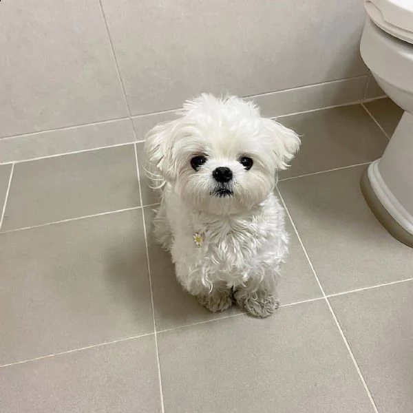 bellissimi cuccioli di maltese akc teacup disponibili regalo di famiglia per te abbiamo tre bellissi | Foto 0