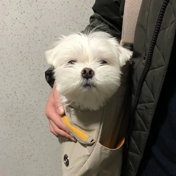 adorabili cuccioli di maltese da tè per una famiglia amorevole abbiamo adorabili cuccioli maltesi ma