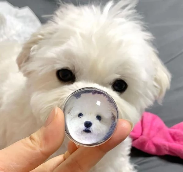 adorabili cuccioli maltesi per amanti degli animali maschi e femmine i cuccioli sono carini. a propo | Foto 0
