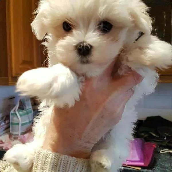 bellissimi cuccioli maltesi akc teacup disponibili per l'adozione per la tua famiglia abbiamo due be | Foto 0