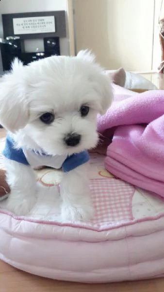 disponibili magnifici cuccioli di maltese maschi e femmine bellissimi cuccioli di maltese. cresciuto | Foto 0
