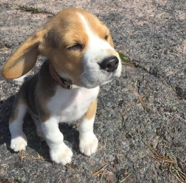 cuccioli di beagle in adozione