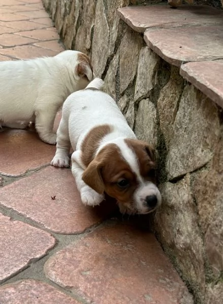 Cuccioli di Jack Russell  | Foto 2