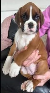 cuccioli kc reg bobtail e boxer coda