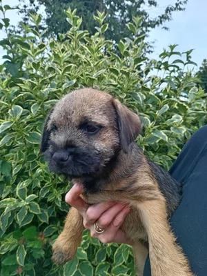 pronti ora - bellissimi border terrier kc reg
