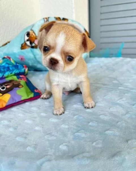 ottimi cuccioli di chihuahua regalo gratuito per la tua famiglia non siamo allevatori. siamo una fam | Foto 2