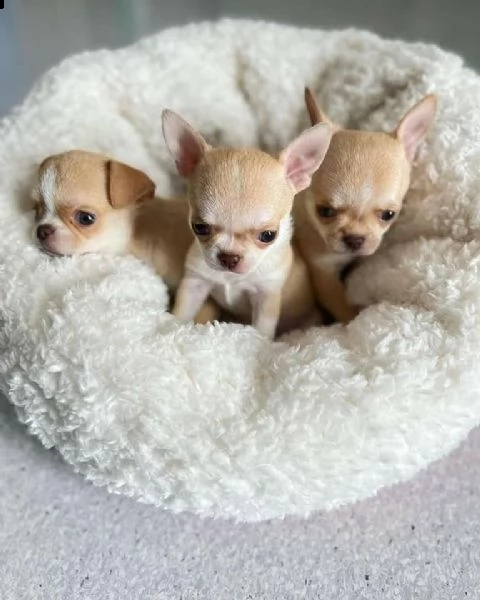 ottimi cuccioli di chihuahua regalo gratuito per la tua famiglia non siamo allevatori. siamo una fam | Foto 1