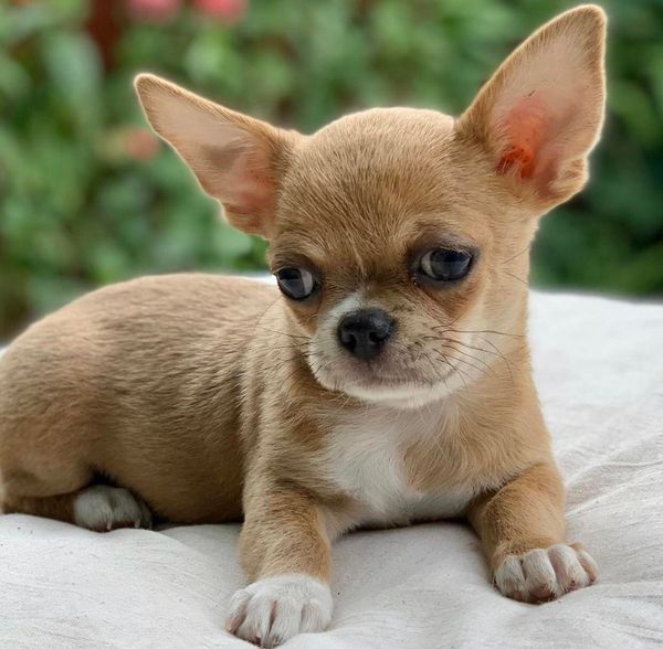 magnifici cuccioli di chihuahua per il reinserimento chihuahua inglese maschio e femmina extra affas | Foto 0