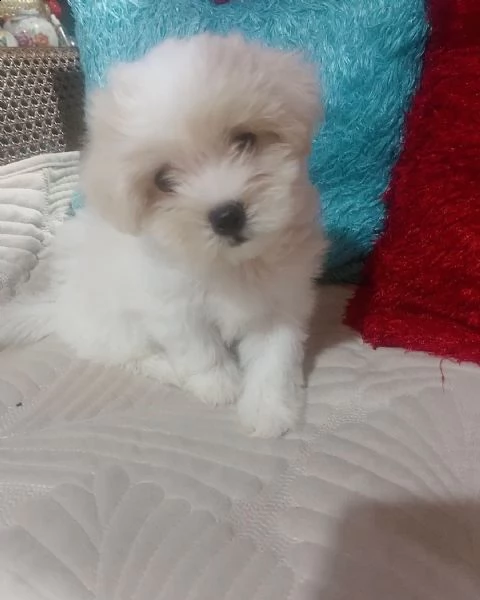 cuccioli di razza maltese toy!!!