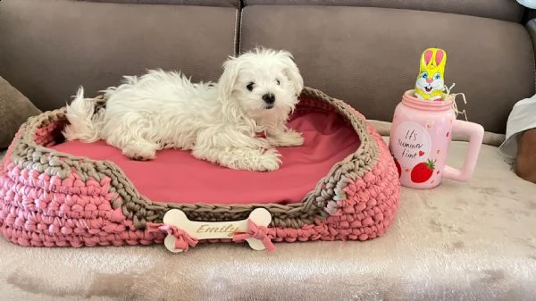 bellissimi cuccioli di maltese akc teacup disponibili regalo di famiglia per te abbiamo tre bellissi
