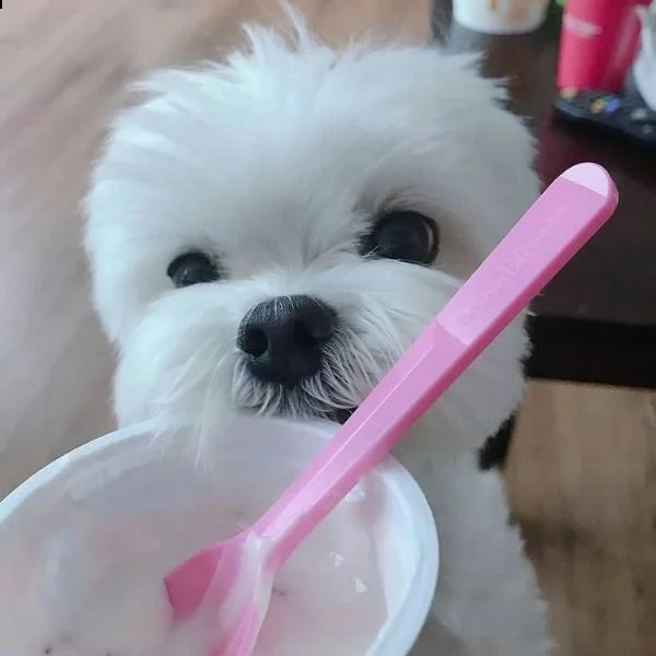cuccioli maltesi ben socializzati per la tua bella famiglia ho due bellissimi cuccioli di maltese te | Foto 0