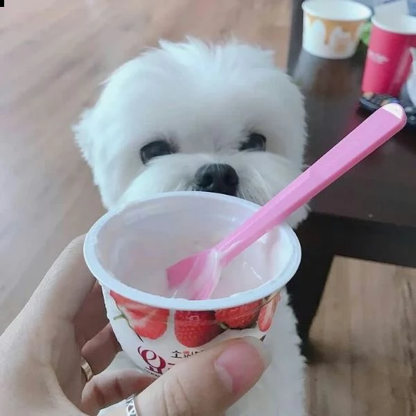 cuccioli maltesi ben socializzati per la tua bella famiglia ho due bellissimi cuccioli di maltese te