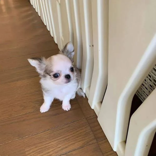 il 16 maggio 2023 la nostra sunny ha avuto una bellissima cucciolata con 7 cuccioli, 2 femmine e 5 m