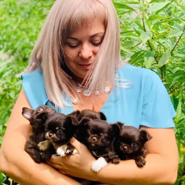 cuccioli di chihuahua carini e adorabili per l'adozione urgente questi chihuahua hanno tutti i colpi | Foto 0