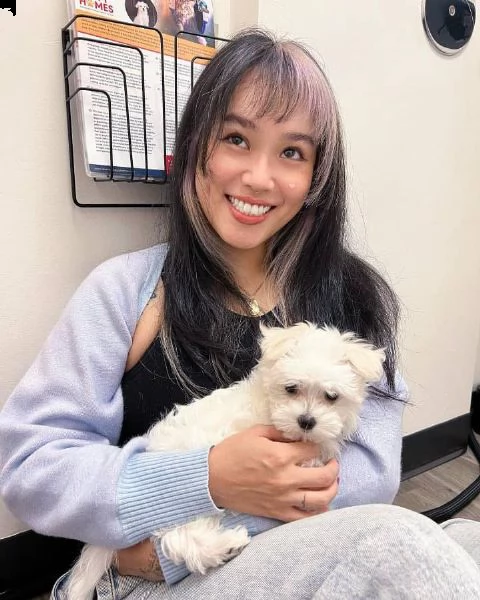 affettuosi cuccioli di maltese in cerca di una casa buona e premurosa ben addestrati cuccioli di mal | Foto 1