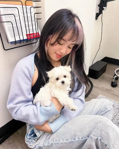 affettuosi cuccioli di maltese in cerca di una casa buona e premurosa ben addestrati cuccioli di mal | Foto 0