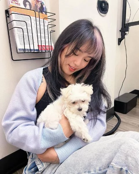 affettuosi cuccioli di maltese in cerca di una casa buona e premurosa ben addestrati cuccioli di mal