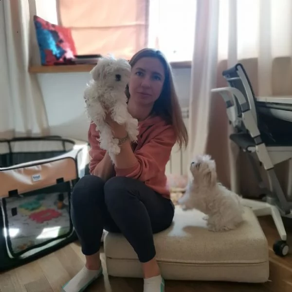 adorabili cuccioli maltesi per amanti degli animali maschi e femmine i cuccioli sono carini. a propo