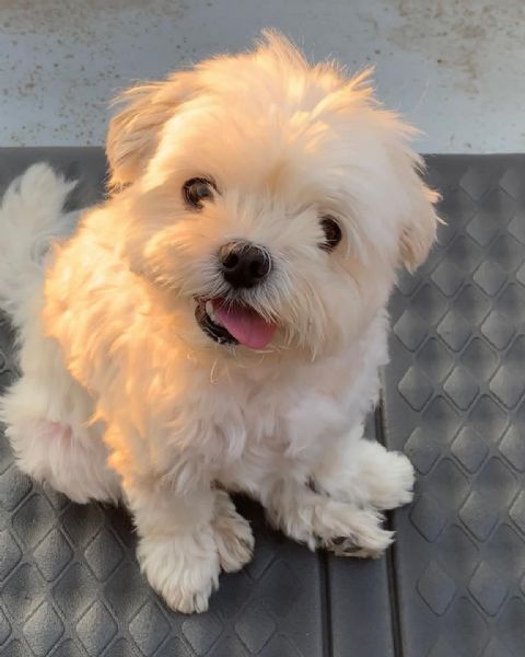 fantastici cuccioli maltesi teacup disponibili per il tuo nuovo membro della famiglia cucciolata san | Foto 0