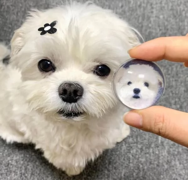 cuccioli maltesi dolci e giocherelloni in adozione, maschi e femmine ##### adorabili cuccioli maltes