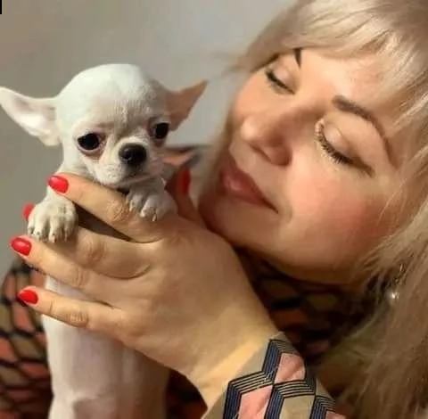 due cuccioli di chihuahua di prima classe disponibili per l'adozione maschio e femmina questi splend