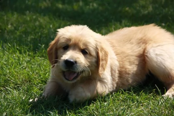 3 cuccioli di golden retriever con pedigree- | Foto 2