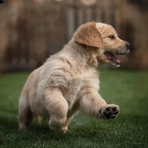 3 cuccioli di golden retriever con pedigree- | Foto 0