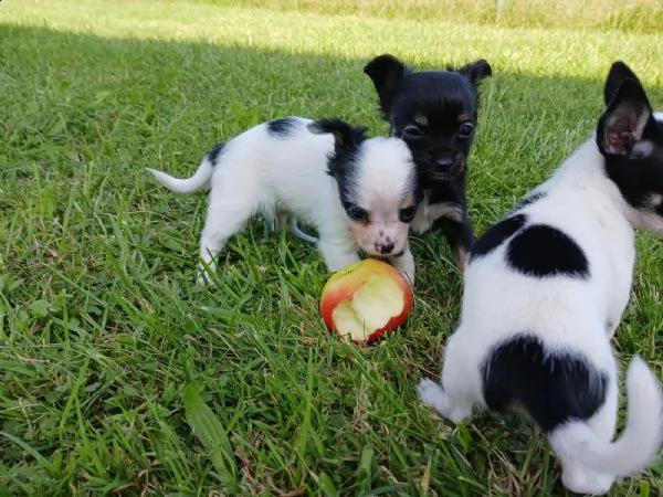 eccellente chihuahua cuccioli  | Foto 2