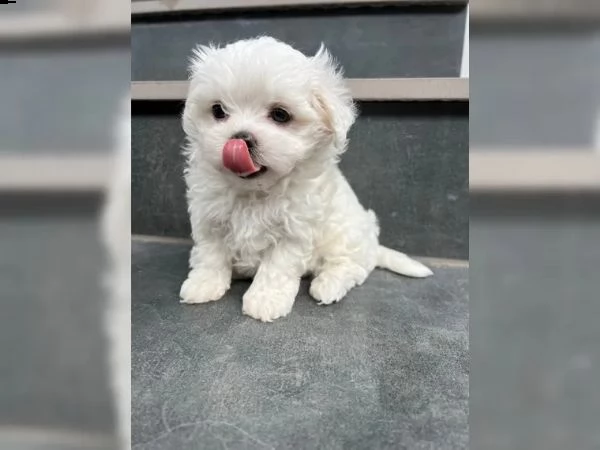 maltese toy maschio e  femmina | Foto 4