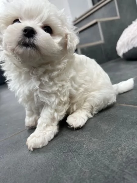 maltese toy maschio e  femmina