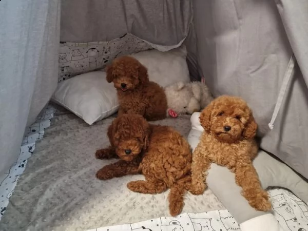  home annunci / tutta italia / cani / barbone nano cuccioli di barboncino (abruzzo )  dai più visibi | Foto 2