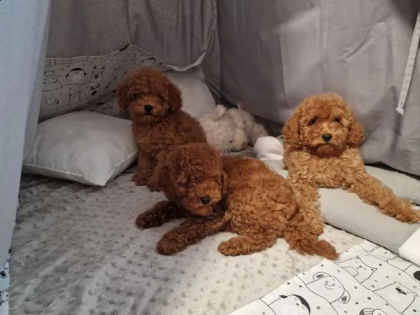  home annunci / tutta italia / cani / barbone nano cuccioli di barboncino (abruzzo )  dai più visibi | Foto 1