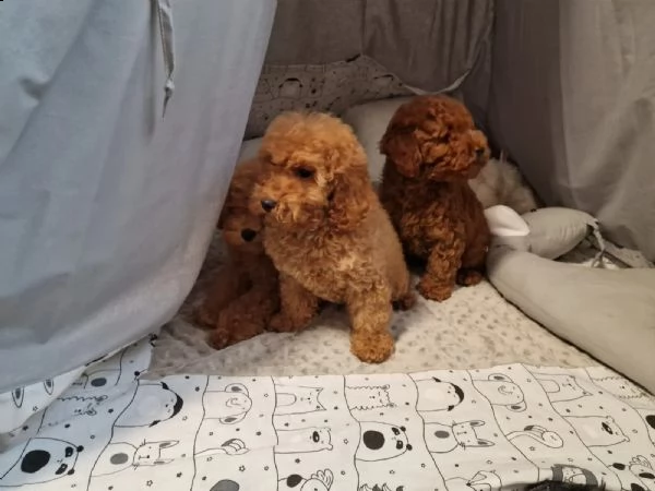  home annunci / tutta italia / cani / barbone nano cuccioli di barboncino (abruzzo )  dai più visibi | Foto 0