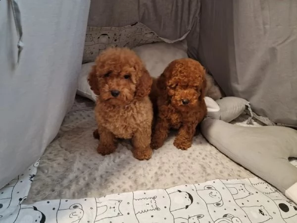 home annunci / tutta italia / cani / barbone nano cuccioli di barboncino (abruzzo )  dai più visibi