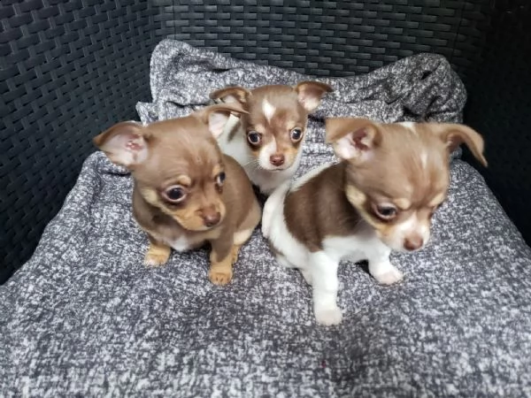bellissimi cuccioli di chihuahua ti cercano!