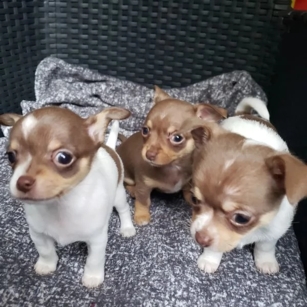 bellissimi cuccioli di chihuahua ti cercano! | Foto 2