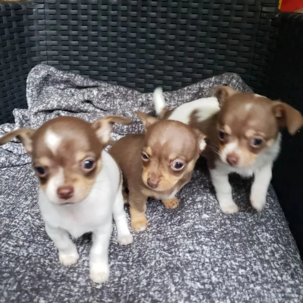 bellissimi cuccioli di chihuahua ti cercano! | Foto 1