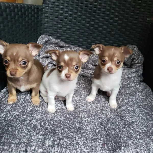 bellissimi cuccioli di chihuahua ti cercano! | Foto 0
