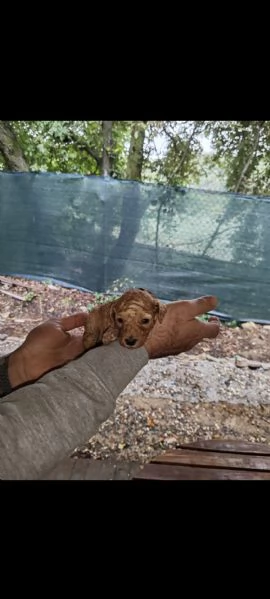 Barboncini red e champagne  | Foto 1