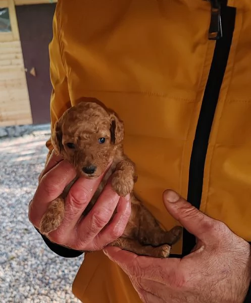 Barboncini red e champagne  | Foto 0